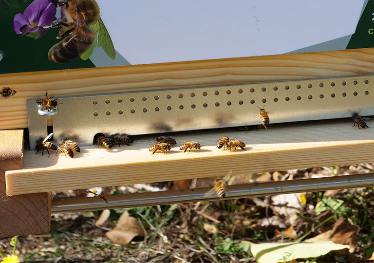 Les ruches de l'Ecole des Métiers sont en place